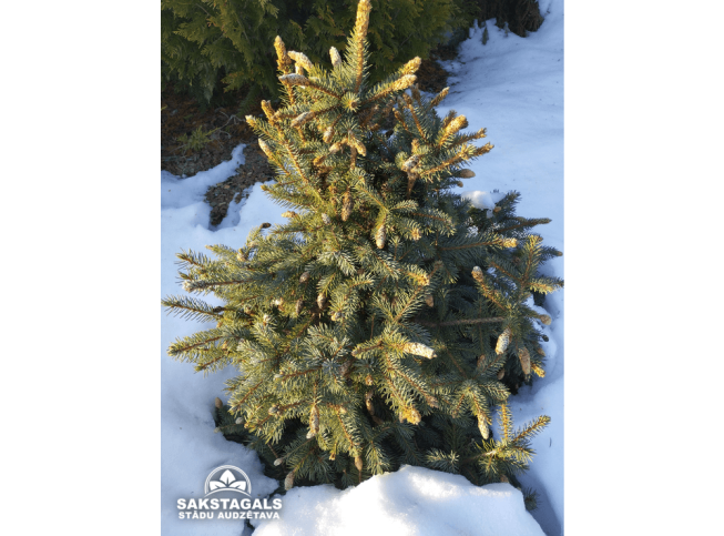 Picea pungens   'Hermann Naue'